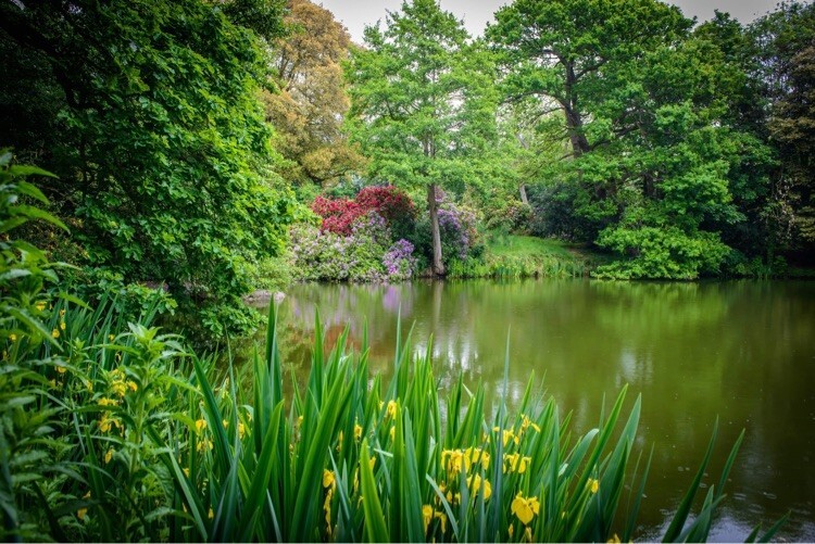 Pond at Tendring Hall